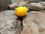Yellow Bosnian Tomato Beefsteak Tomatoes