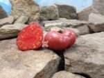 Yusupov Tomato Beefsteak Tomatoes