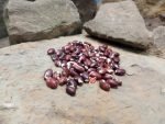 Anasazi Bean - Image 6