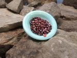 Anasazi Bean