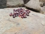 Anasazi Bean - Image 5