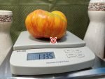 Beauty King Tomato Giant Tomato Seeds