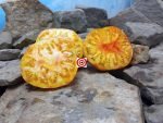 Beauty King Tomato Wild Boar Farms Tomato Seeds