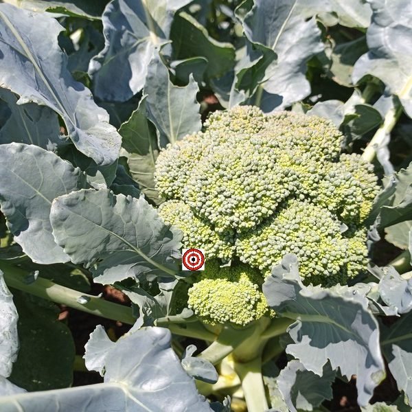 Calabrese Broccoli