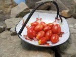 Dwarf Hardin's Miniature Micro Tomato
