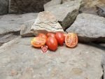 Dwarf Hardin's Miniature Micro Tomato Seeds