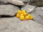 Dwarf Jochalos Micro Tomato Seeds