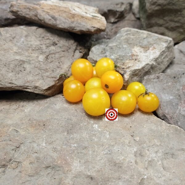 Dwarf Jochalos Micro Tomato Seeds