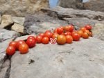 Dwarf Lille Lise Micro Tomato - Image 3