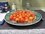 Dwarf Pinocchio Red Micro Tomato - Image 2