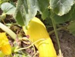 Early Prolific Straightneck Squash