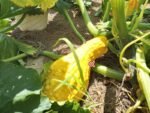 Early Prolific Straightneck Squash - Image 2