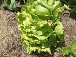 Great Lakes Lettuce - Image 2