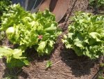 Great Lakes Lettuce - Image 3