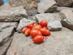 Hardin's Miniature Micro Dwarf Tomato