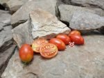 Hardin's Miniature Micro Dwarf Tomato Seeds