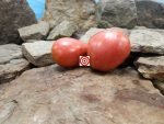 Holy Myrrhbearer Tomato - Image 4