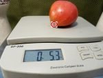 Holy Myrrhbearer Tomato - Image 5