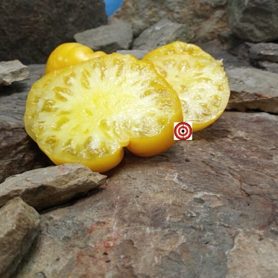 Hopkin's Revolutionary Tomato Seeds