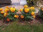 Inca Deep Orange Marigold - Image 2