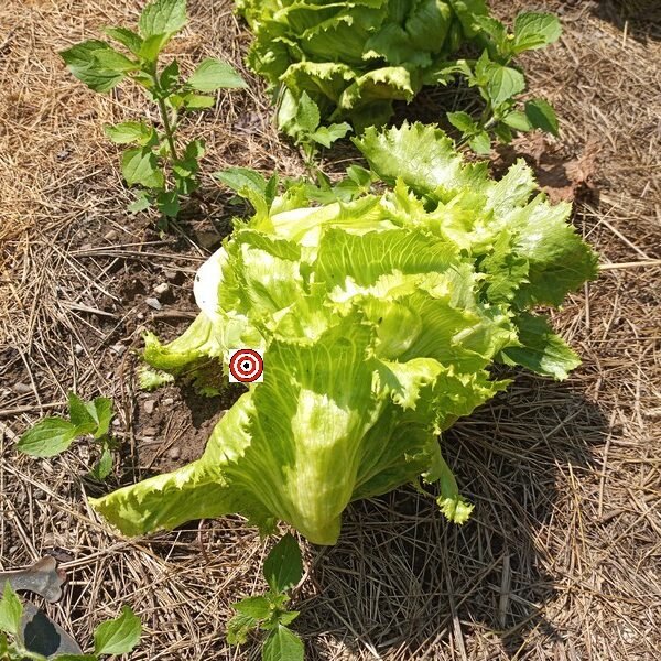 Great Lakes Lettuce