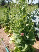 Paris Island Lettuce - Image 2