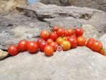 Dwarf Lille Lise Micro Tomato - Image 4