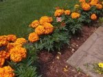 Inca Deep Orange Marigold