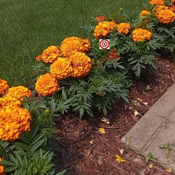 Inca Deep Orange Marigold