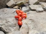 Micro Dwarf Hardin's Miniature Tomato