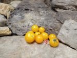 Micro Dwarf Jochalos Tomato