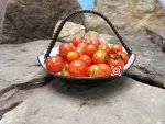 Dwarf Pinocchio Red Micro Tomato