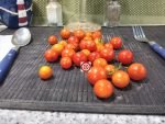 Dwarf Lille Lise Micro Tomato - Image 6