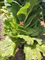 Paris Island Lettuce