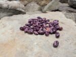 Spanish Tolosana Bean - Image 2