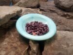 Spanish Tolosana Bean - Image 3