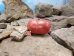 Stump of the World Tomato