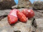 Stump of The World Tomato Seeds Heirloom Tomatoes
