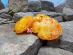Tobolsk Tomato