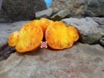 Tobolsk Tomato Heirloom Tomatoes