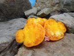 Tobolsk Tomato Seeds