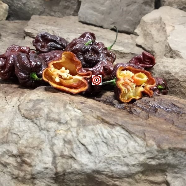 7 Pot Gigantic Chocolate Pepper
