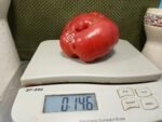 Abe Hall Tomato
