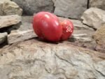 Abe Hall Tomato Beefsteak Tomatoes