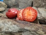 Abe Hall Tomatoes