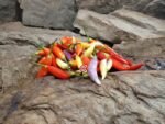 Aji Omni Color Pepper