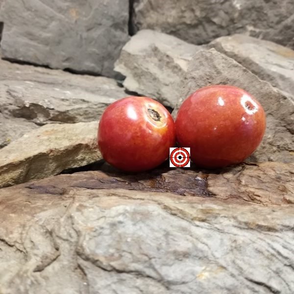 Akers Red Heart Tomato