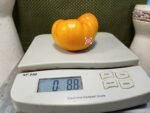 Allen Family Heirloom Tomato