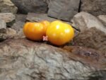 Allen Family Heirloom Tomato Seeds