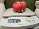 Dwarf Alma's Century Pink Tomato - Image 2